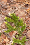 Running clubmoss